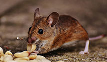 24 Hour & Emergency Exterminators in Sheffield Village, OH